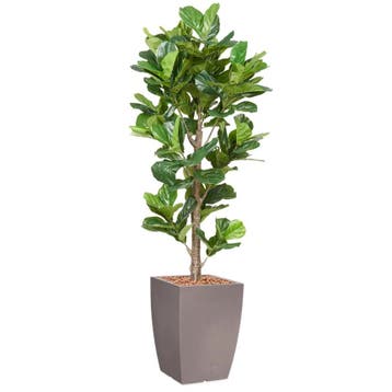 Ficus Lyrata kunstplant, H230cm, Huis en Inrichting, Ophalen of Verzenden, Overige soorten, 200 cm of meer