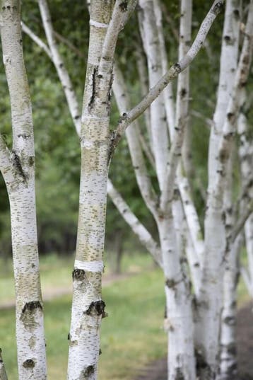 Betula pubescens hoogstam 20/25
