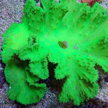 Sinularia Dura Groen (Kroepoek leder) S (Ong. 4-5 cm), Ophalen of Verzenden, Nieuw