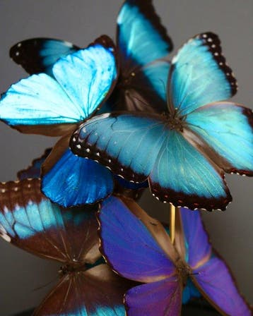 Vlinder Taxidermie volledige montage - Morpho peleides x, Verzamelen, Nieuw