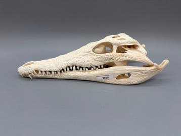 Nijlkrokodil Schedel - Crocodylus niloticus - 7 cm - 12 cm -