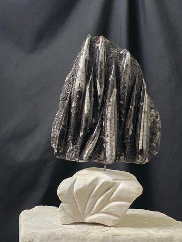 Orthoceras - Gefossiliseerd dier - 42 cm, Verzamelen