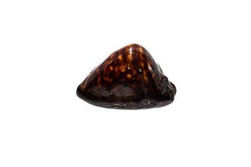 Kaurischnecke  GEM  Zeeslak  zeer donker  TOP donkere, Nieuw