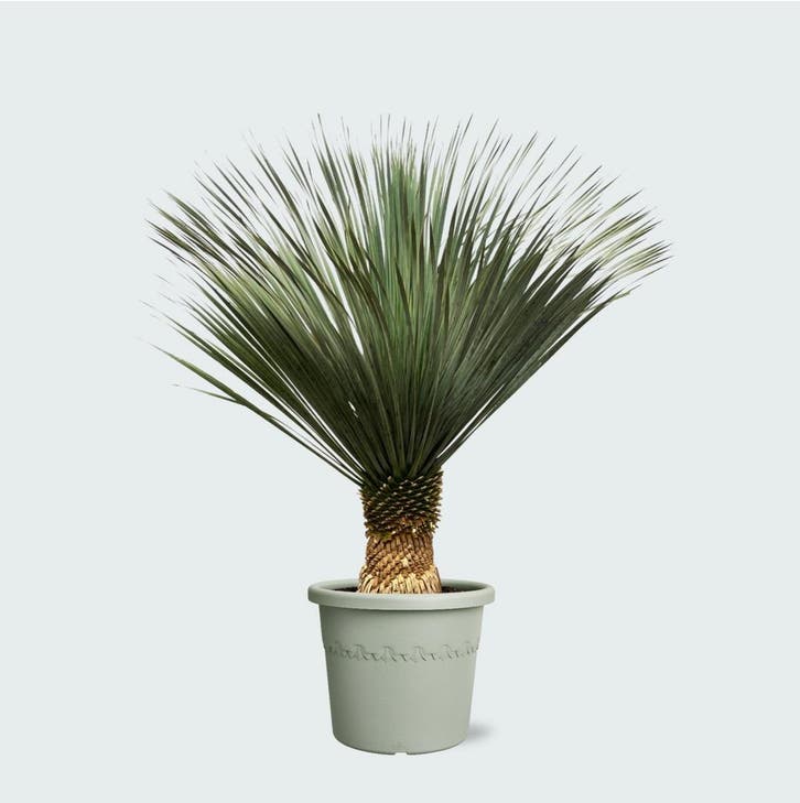 Green Bubble - Yucca Rostrata - 170cm - Ø50 cm, Tuin en Terras, Planten | Tuinplanten, Ophalen of Verzenden
