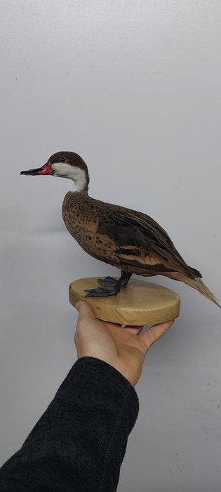 Eend Taxidermie volledige montage - White checked pintail -, Nieuw