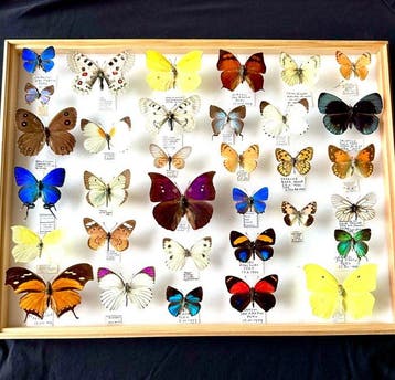 Entomologische historische collectie (pronkstukken) 33, Nieuw