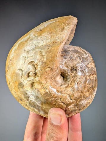 Ammoniet - Gefossiliseerde schelp - Goniatite sp. - 13.5 cm