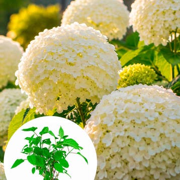 Hortensia arborescens Incrediball container (P19) Rood, Tuin en Terras, Verzenden, Overige soorten, Halfschaduw