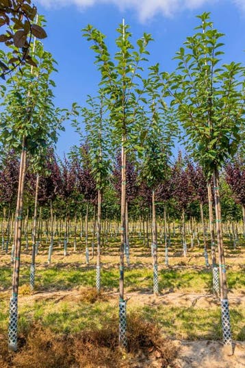 Prunus padus Watereri hoogstam