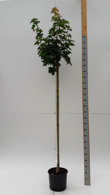 Acer platanoides Globosum bolvorm