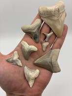8 rare white Bone Valley shark teeth - Fossiele tanden -, Verzamelen