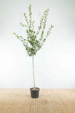 Crataegus x lavalleei Carrierei hoogstam 10/12
