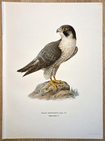 Von Wright brothers & Bror Halberg - Peregrine falcon, Nieuw