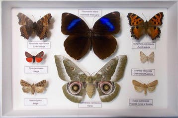 Vlinder Taxidermie volledige montage - Gonimbrasia zambesina, Antiek en Kunst