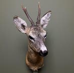 Reebok Zomervacht Taxidermie Opgezette Dieren By Max, Ophalen of Verzenden, Nieuw, Wild dier, Opgezet dier