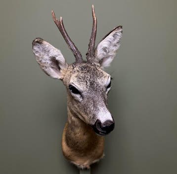 Reebok Zomervacht Taxidermie Opgezette Dieren By Max, Ophalen of Verzenden, Nieuw, Wild dier, Opgezet dier