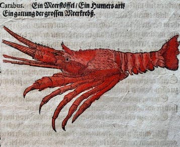 Conrad Gesner - Fischbuch - 1600