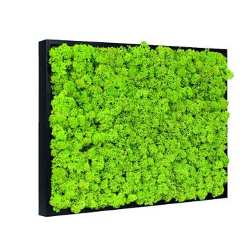 Vintlux Mosschilderij Rendiermos 30x40 cm Zwart, Nieuw