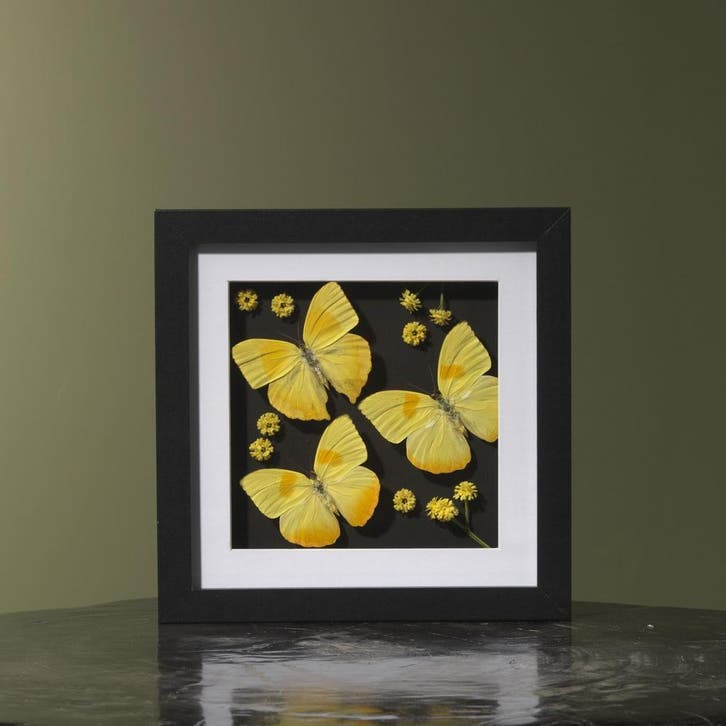 Vlinders in Lijst Taxidermie Opgezette Dieren By Max, Verzamelen, Dierenverzamelingen, Opgezet dier, Nieuw, Insect, Ophalen of Verzenden