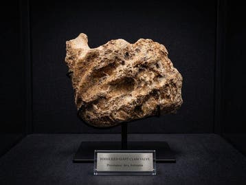 Doopvontschelp - Fossiel fragment - Tridacna gigantea - 10, Verzamelen