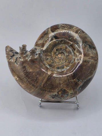 Ammoniet - Gefossiliseerd dier - Argonauticeras besairei -