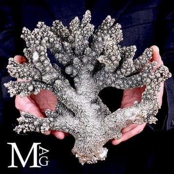 Witte koraal bedekt met 925 zilver - Acropora Florida -