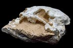 Vroege Kat / Lynx-schedel - Fossiele matrix - lynx - 20 cm -