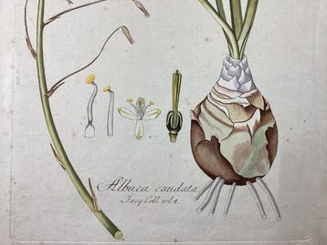 Nikolaus Joseph von Jacquin (1727–1817) - Albuca Caudata