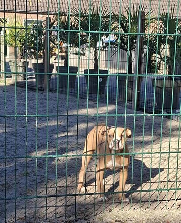 Old English Bulldog-pups! Beschikbaar, Dieren en Toebehoren, Parvo, Nederland, 8 tot 15 weken, Bulldog