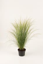 Stipa tenuissima Pony Tails™ (witte bloempluimen, siergras, Tuin en Terras, Volle zon, Vaste plant, Siergrassen, Ophalen of Verzenden