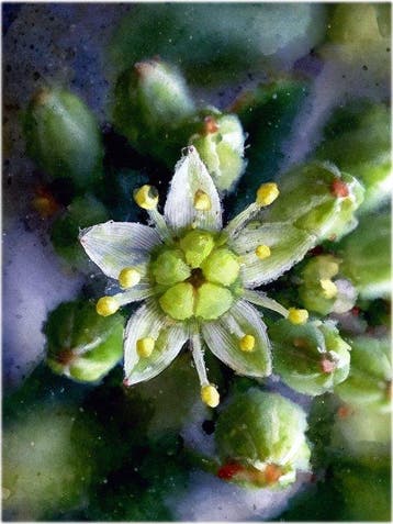 Inna Etuvgi - Tiny Sedum Star