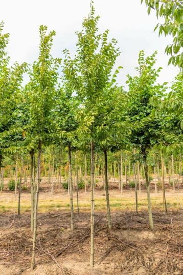 Ulmus Sapporo Autumn Gold hoogstam