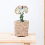 Green Bubble - Euphorbia lactea Cristata rood - 30cm, Ophalen of Verzenden