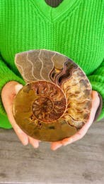 Ammoniet - Gefossiliseerd dier - Aioloceras (Cleoniceras), Antiek en Kunst
