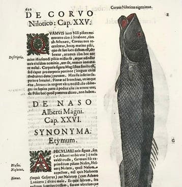 Aldrovandi; Fish, Nile Crow Fish, Naso, Dace - Folio with 3