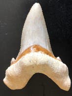 Versteende haaientand - Fossiele tand - Otodus sokolowi - 83, Verzamelen, Mineralen en Fossielen