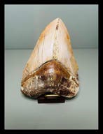 Megalodon - Fossiele tanden - 134 mm - 104 mm