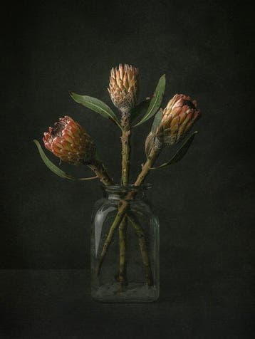 Tessa Posthuma de Boer - Protea #3