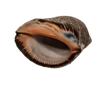 Klassieker uit de malakologie: stevige schelp van Purpura, Nieuw