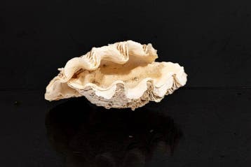 Verzamelaarsschelp Taxidermie wandmontage - GEM  Tridacna, Nieuw