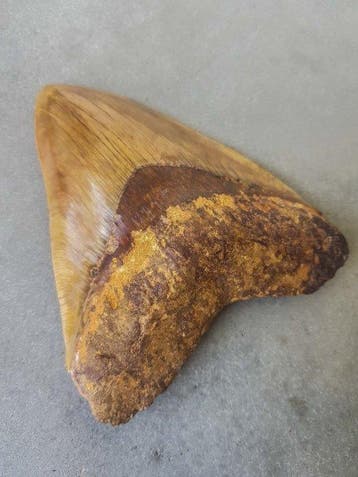 Megalodon - Fossiele tand - 13.8 cm - 10.8 cm, Verzamelen