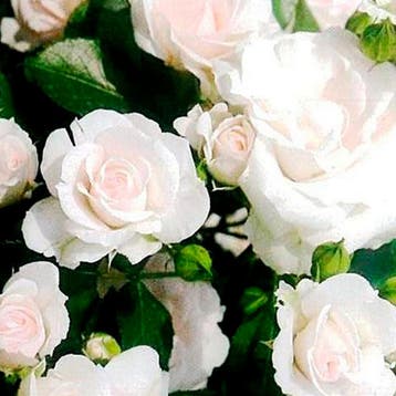 Rosa Aspirin Rose container (P15) Roos, Sierplanten, Verzenden, Overige soorten, Struik