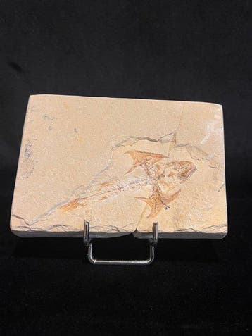 Vis - Fossiel skelet - Coccodus - 8.5 cm - 12 cm