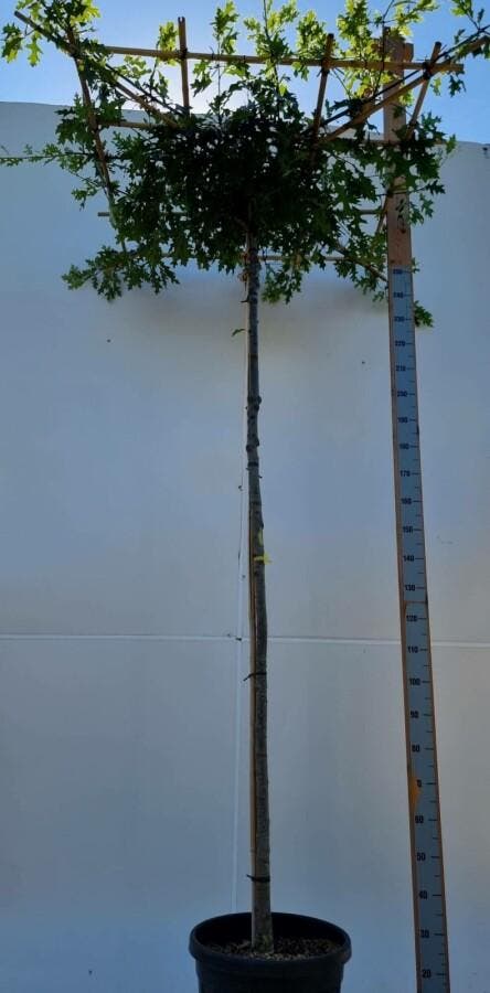 Quercus palustris dakvorm, Tuin en Terras, Planten | Tuinplanten