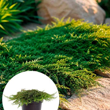 Juniperus communis Green Carpet” container (19) Conif, Verzenden, Conifeer, Struik