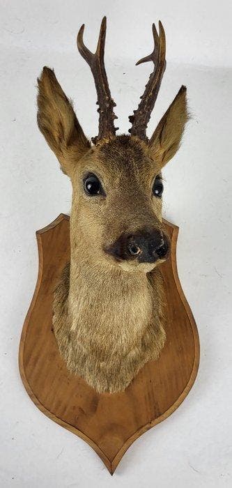 Ree Taxidermie volledige montage - Capreolus capreolus - 57, Nieuw