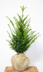 Taxus - Taxus Baccata - Haagplanten 20 t/m 200cm, Ophalen of Verzenden, Taxus, Haag