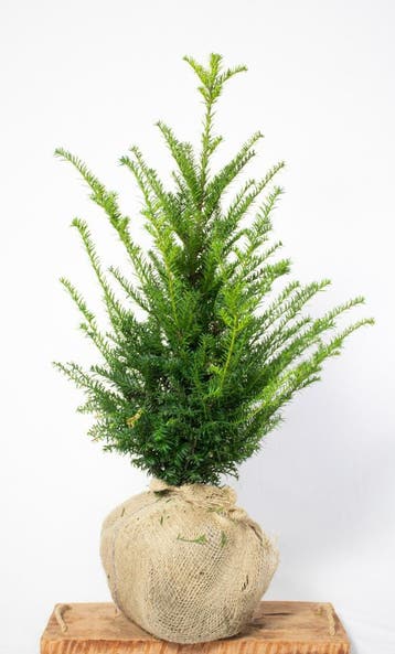 Taxus - Taxus Baccata - Haagplanten 20 t/m 200cm, Ophalen of Verzenden, Taxus, Haag