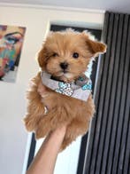 Zeer klein mini MALTIPOO reutje super schattig, Parvo, 8 tot 15 weken, Meerdere, Nederland