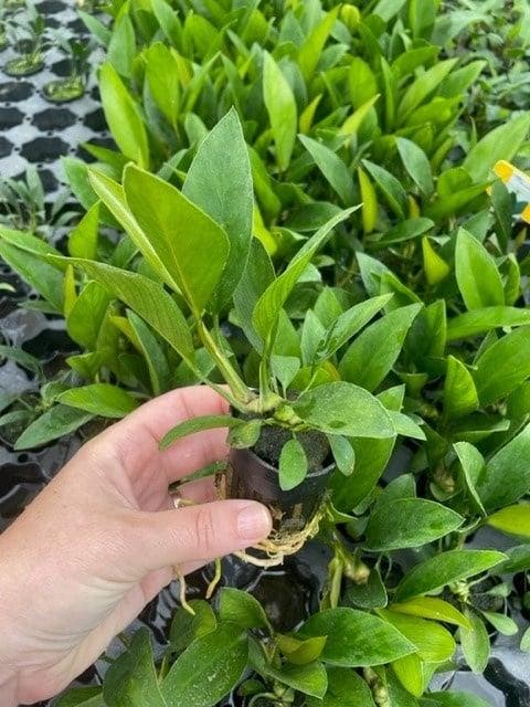 Anubias Congensis (Aquariumplanten, Aquarium producten), Dieren en Toebehoren, Vissen | Aquaria en Toebehoren, Plant(en), Steen of Hout